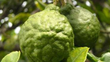 Bergamot