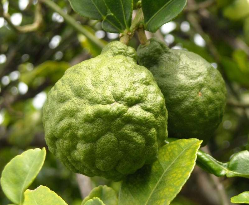 Bergamot