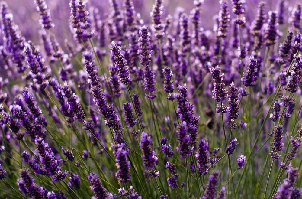 Bulgarian Lavender