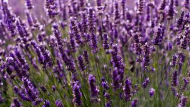 Bulgarian Lavender