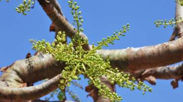 Indian Frankincense