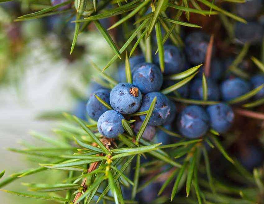 Juniper