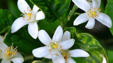 Neroli