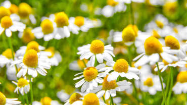 Roman Chamomile