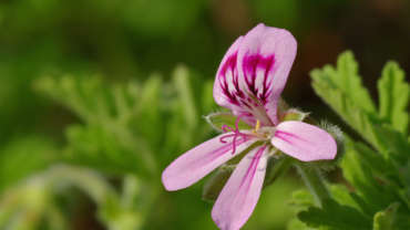 Geranium