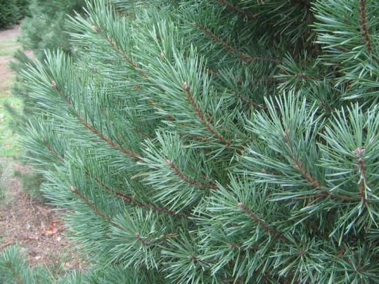 Pine