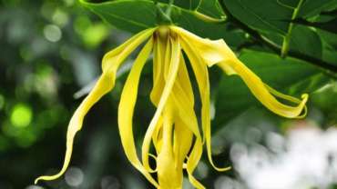 Ylang Ylang Complete