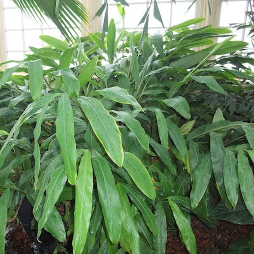 Cardamom
