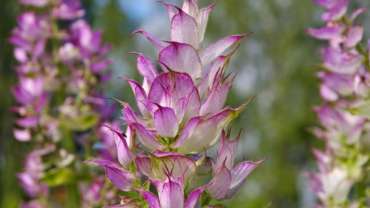 Clary Sage