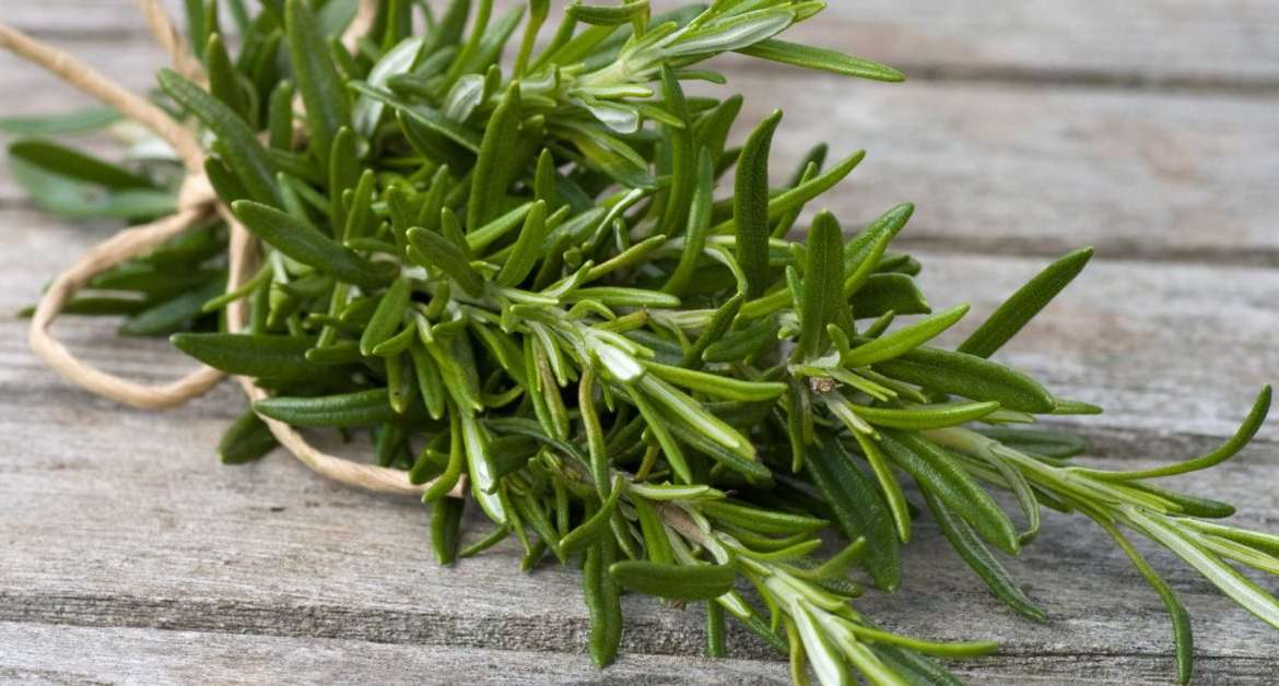 Rosemary